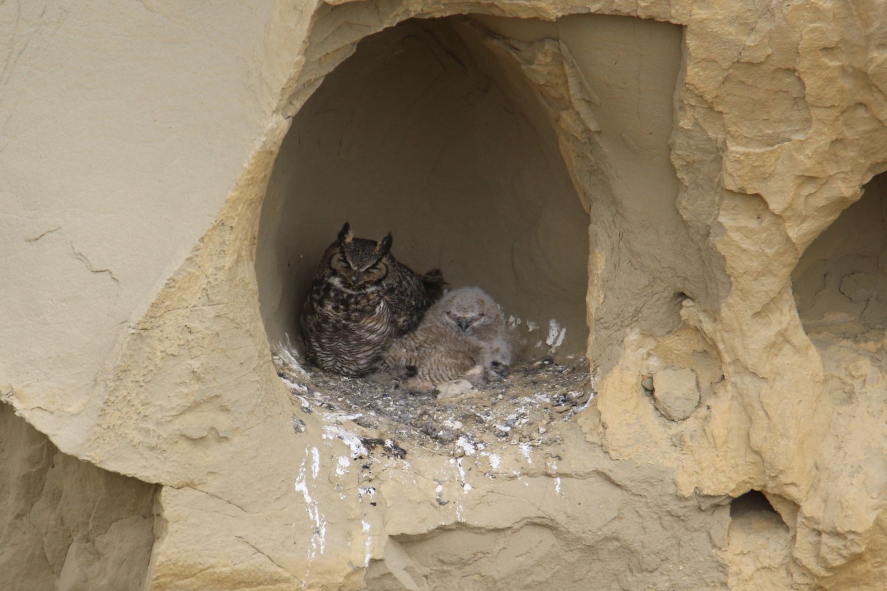 Great Horned Owl Nest